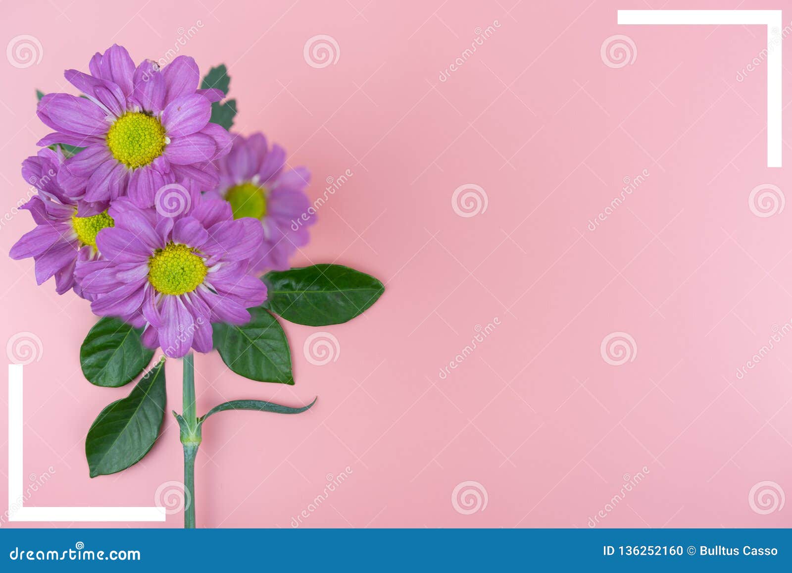 Violet Flowers Frame Stock Images - Download 8,204 Royalty Free Photos