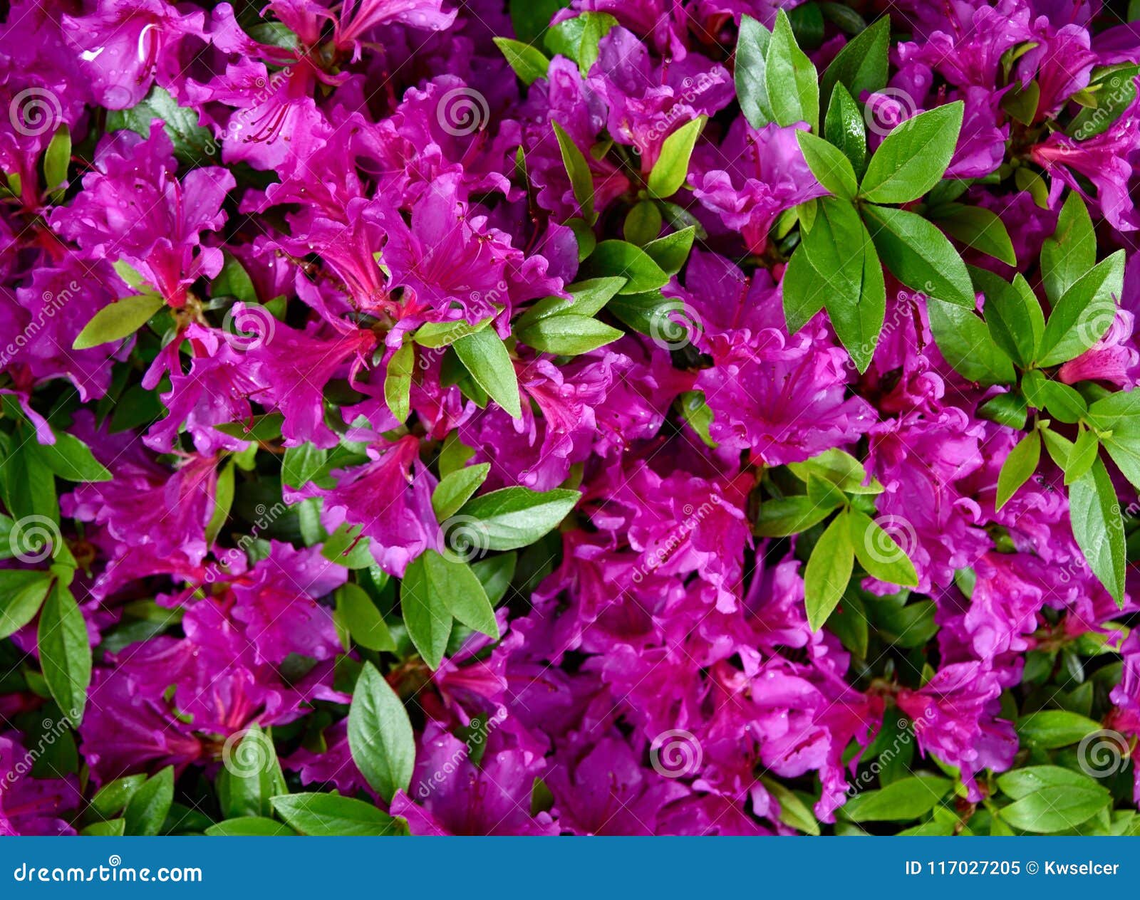 A Cluster of Violet Flowers and Green Leaves of an Azalea Plant in a  Garden. Stock Image - Image of buds, violet: 117027205