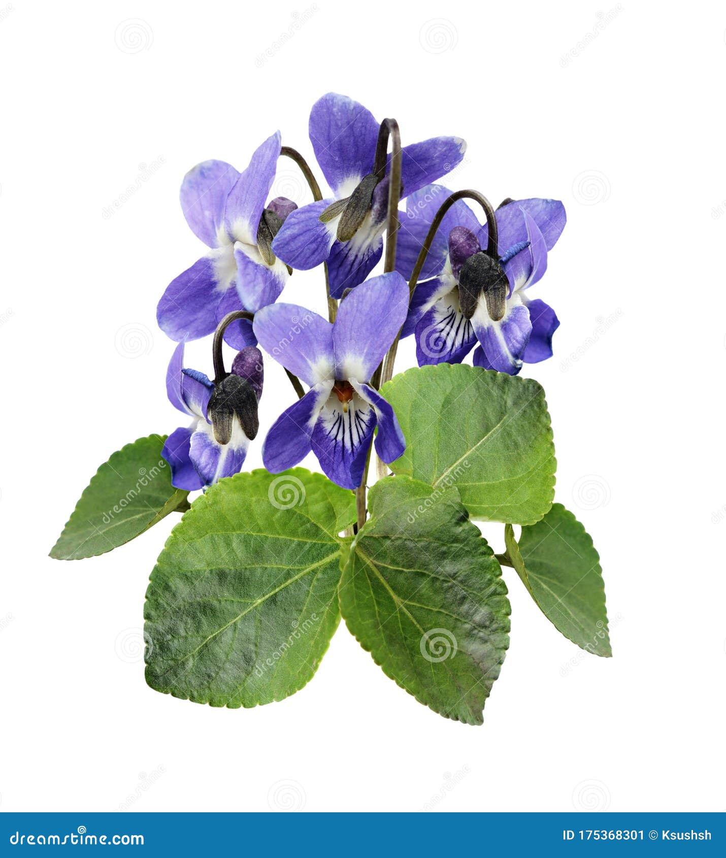 Violet Flowers and Leaves in a Bouquet Stock Image Image of floral