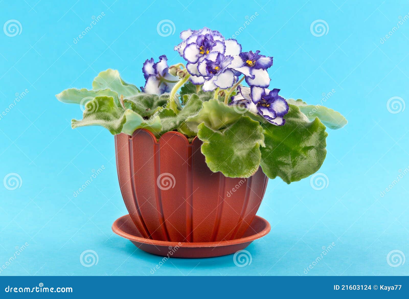 Violet flowers in a pot stock photo. Image of petal, inflorescence