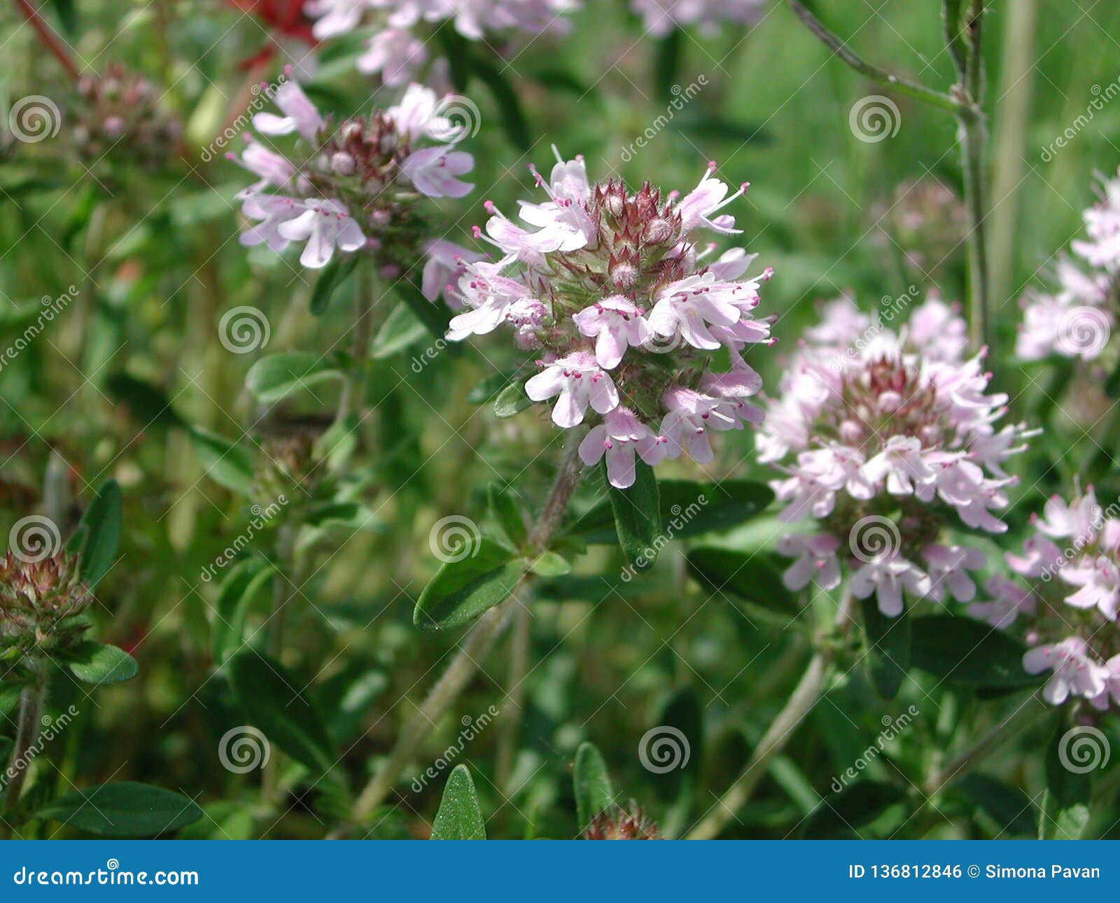 Violet Flowers of Thymus Serpyllum Herb Stock Photo Image of creeping