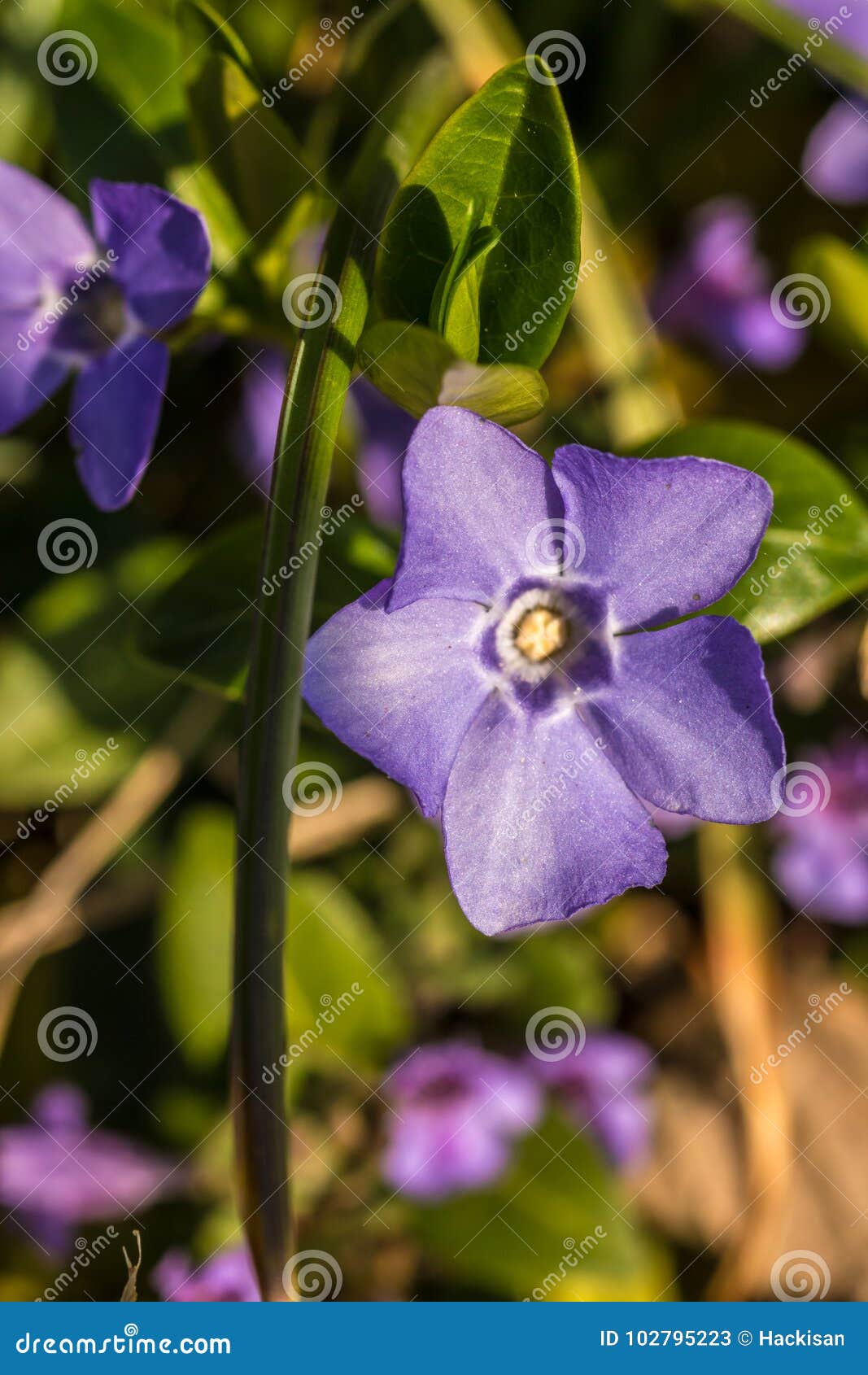 violet flowers