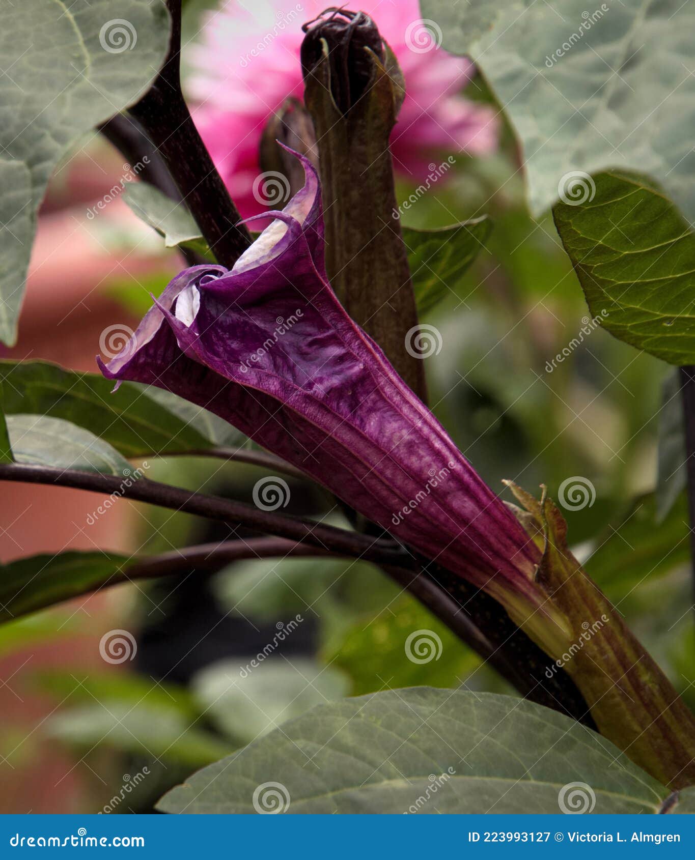 Violet Foncé Datura Fleur Ange Trompette Image stock - Image du floral,  poison: 223993127