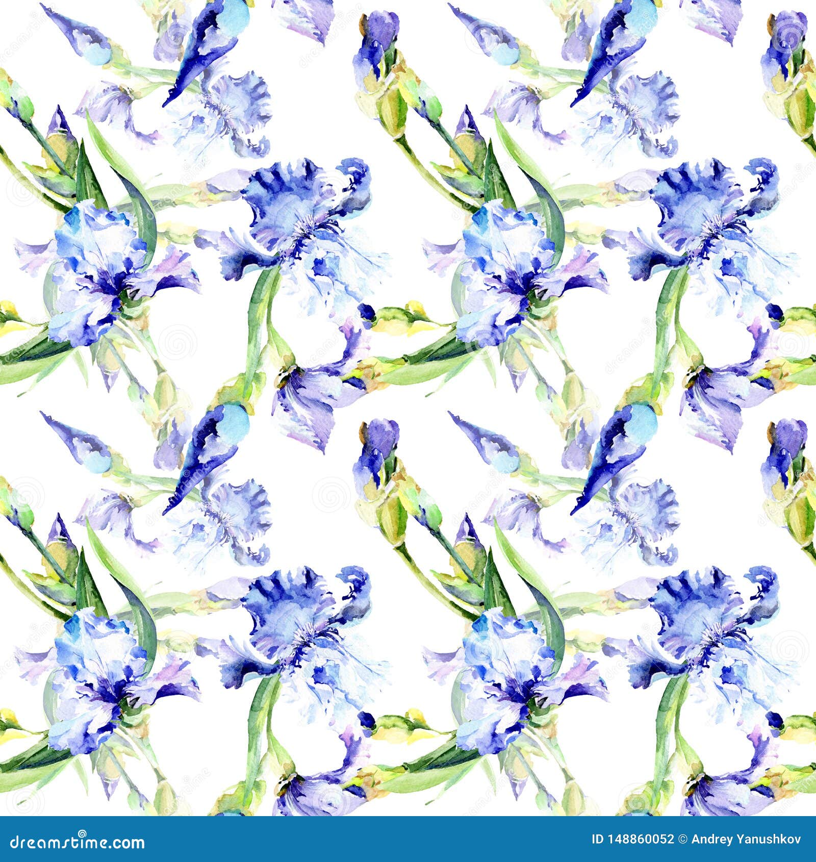 Violet Iris Floral Botanical Flowers. Watercolor Background ...