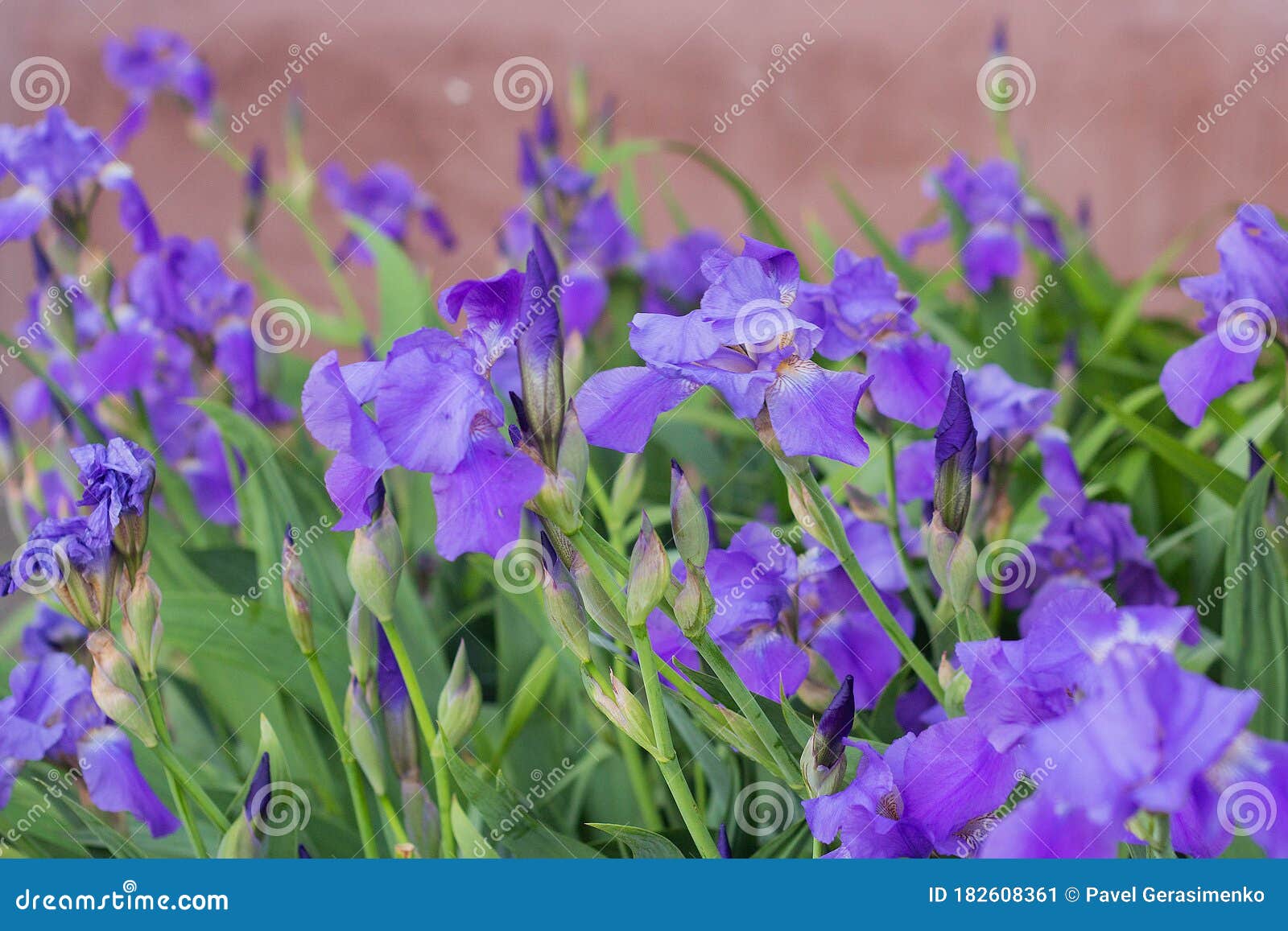 Violet Iris Flowers on a Flower Bed in the Park Stock Image Image of