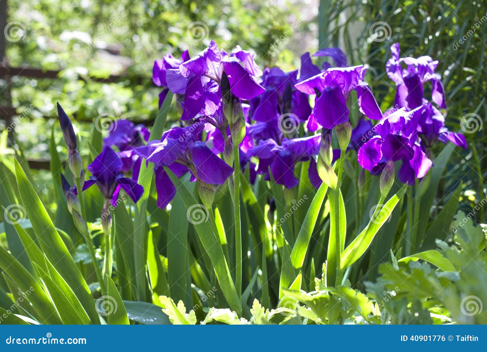 Violet Iris Flowers on Flowerbed Stock Photo - Image of flowerbed, lilac:  40901776