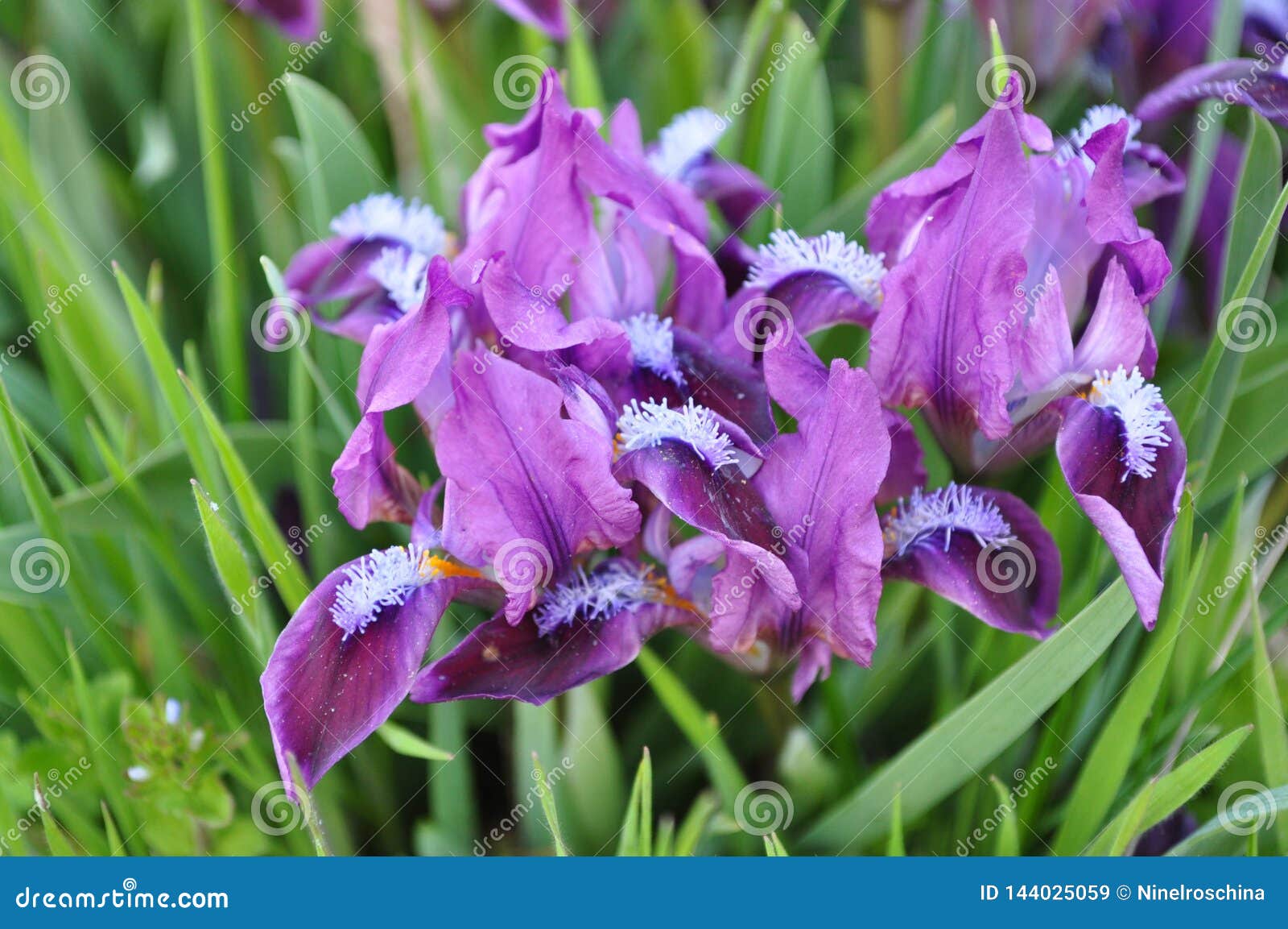 Violet Irises with Light Blue Stamens Closeup Stock Image - Image of ...
