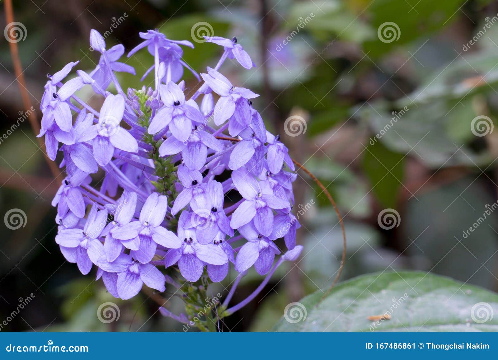 Violet Ixora-blomman På Trädet Fotografering för Bildbyråer - Bild av  parkera, vintergrön: 167486861