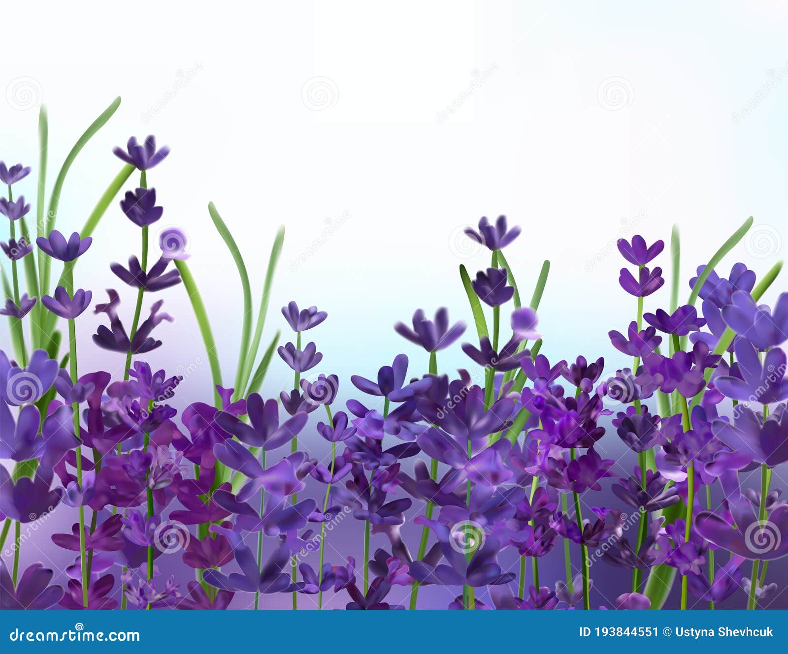 Violet Lavender Background. 3D Realistic Aromatic Lavender. Flower Lavender Close Up. Fragrant