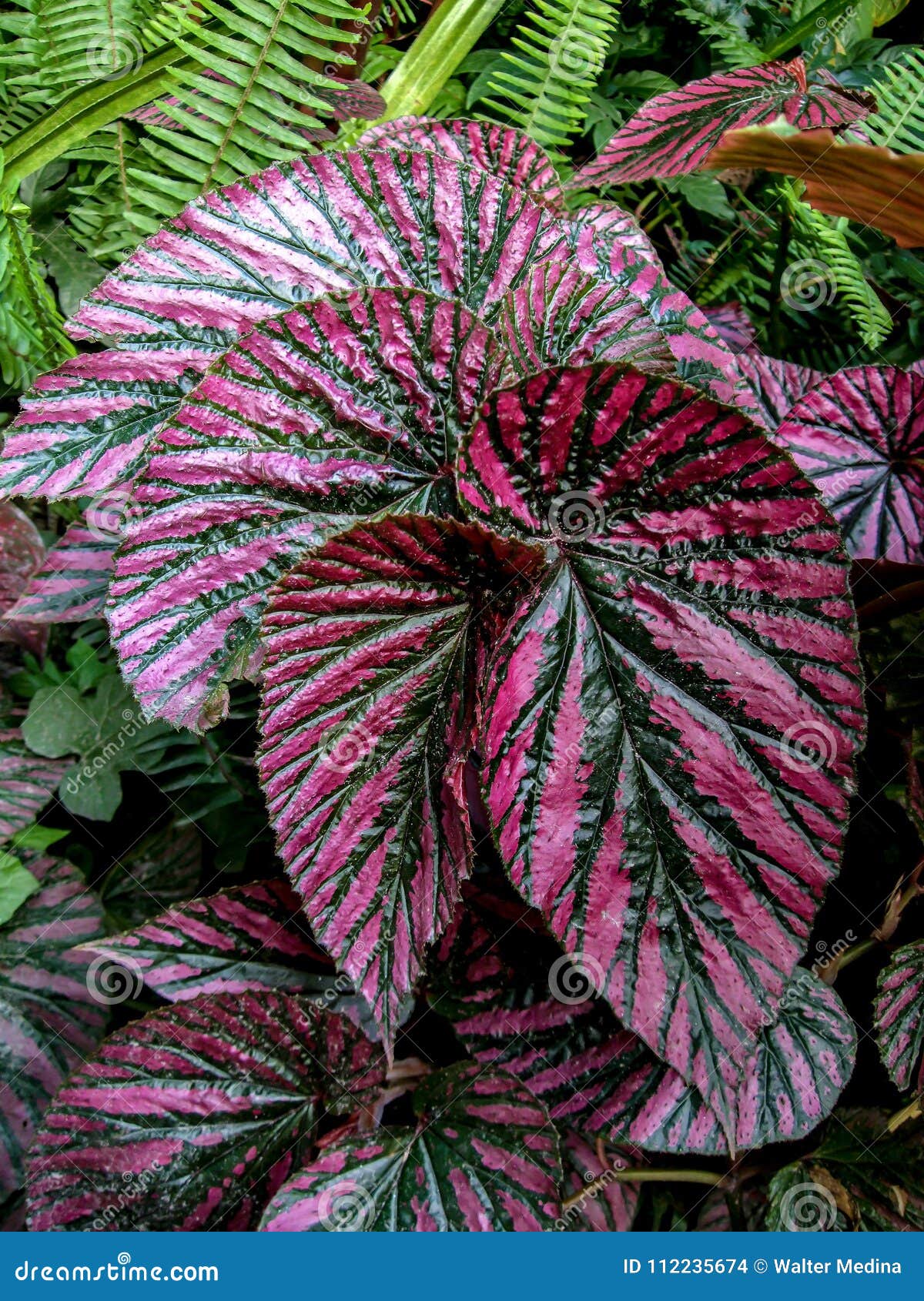 Violet leaf stock photo. Image of bellis, stripes, plant - 112235674