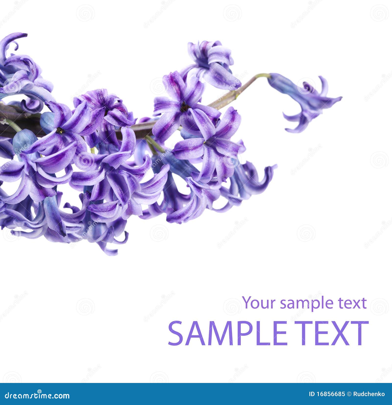 Violet lilac bloemtakje dat op wit wordt geïsoleerdr