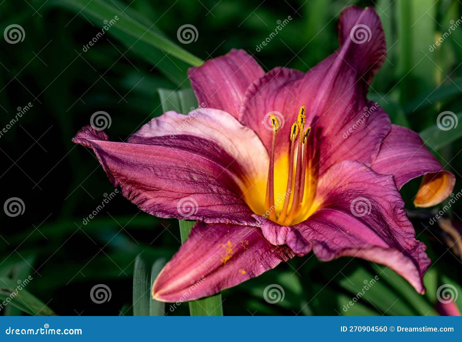 Violet Lily Flowers, Close Up. Flower Spring Background. Stock Photo
