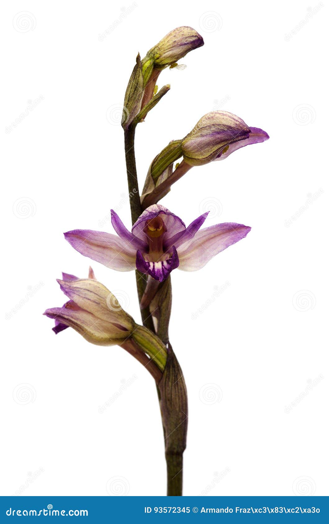 violet limodore wild orchid flowers over white - limodorum abortivum