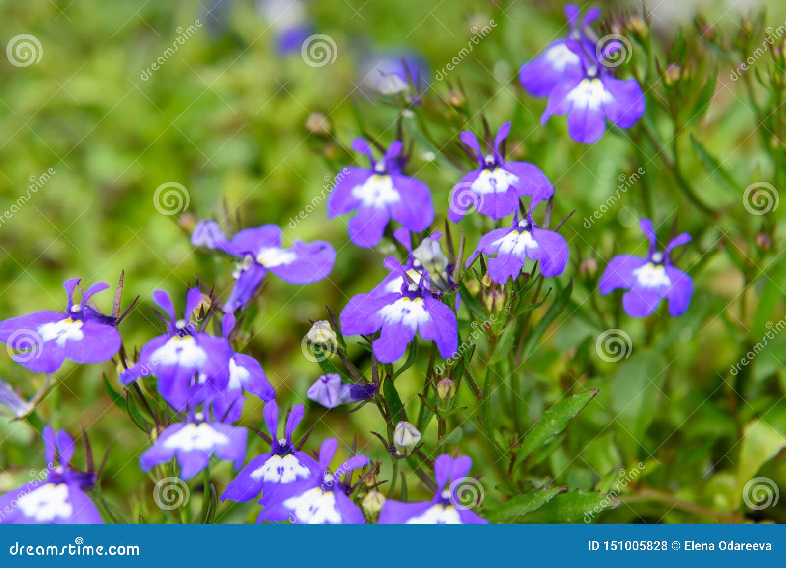 Violet Lobelia Erinus or Lobelia Sapphire Flowers Stock Photo - Image ...