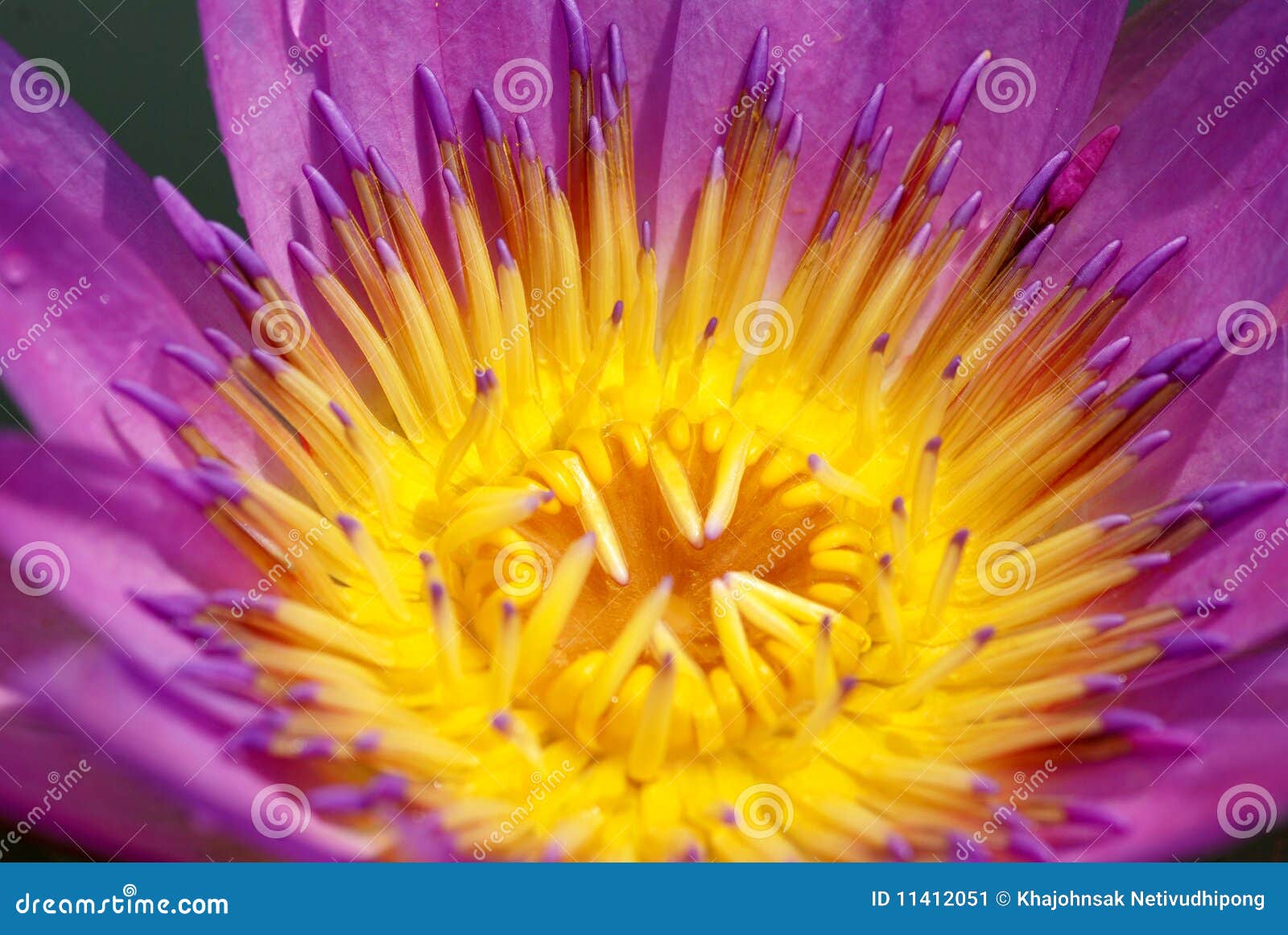 The violet lotus stock image. Image of botanical, exotic 11412051