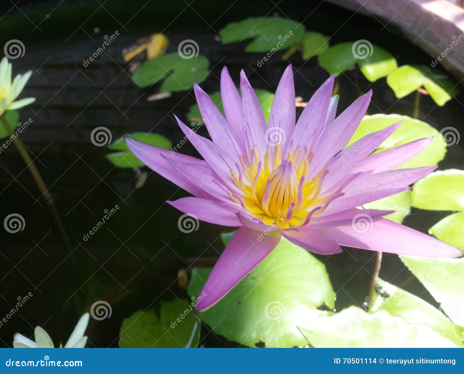 Violet lotus stock photo. Image of violet, lotus, blomming 70501114