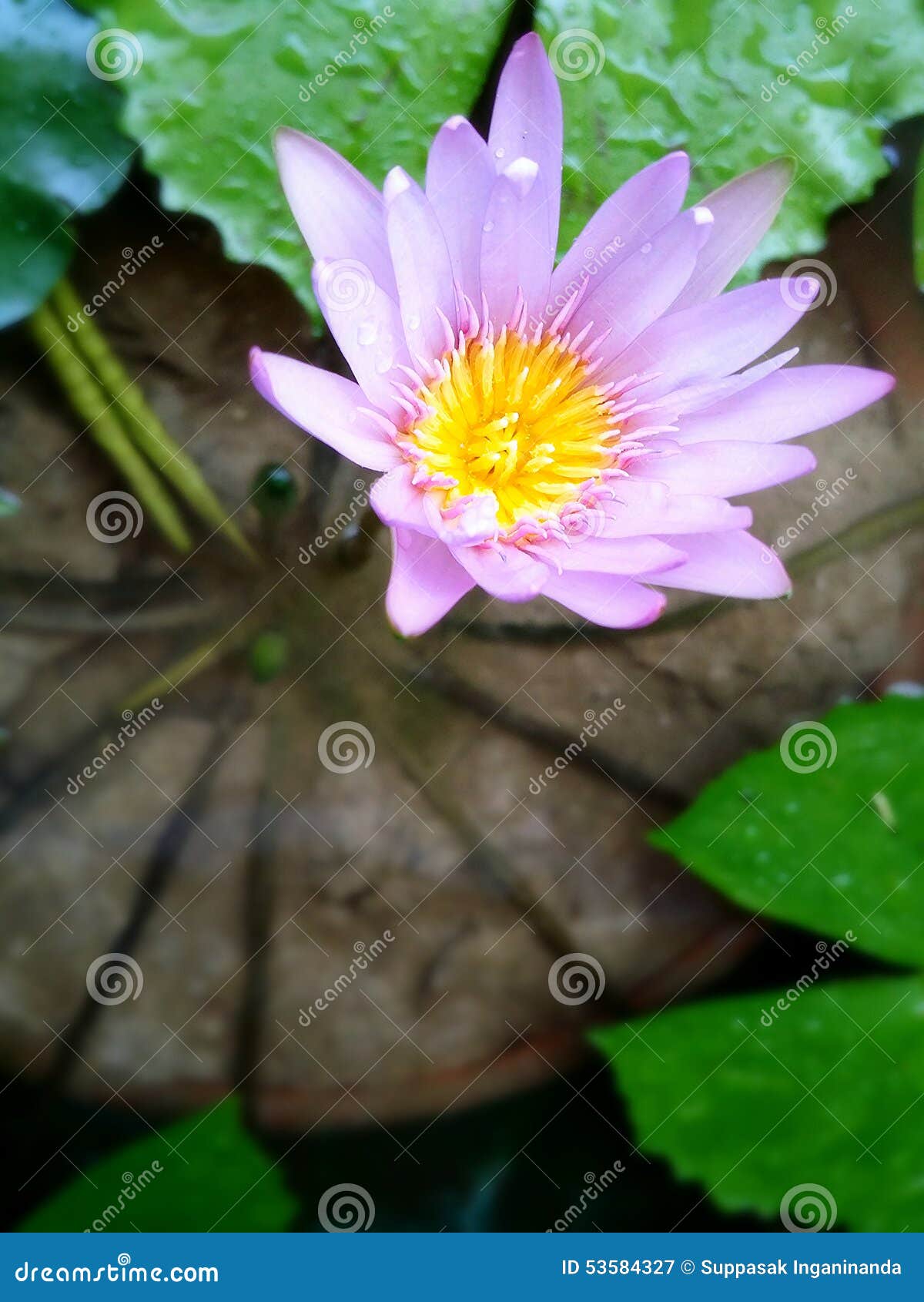 Violet lotus. stock image. Image of beauty, violet, softfocus 53584327
