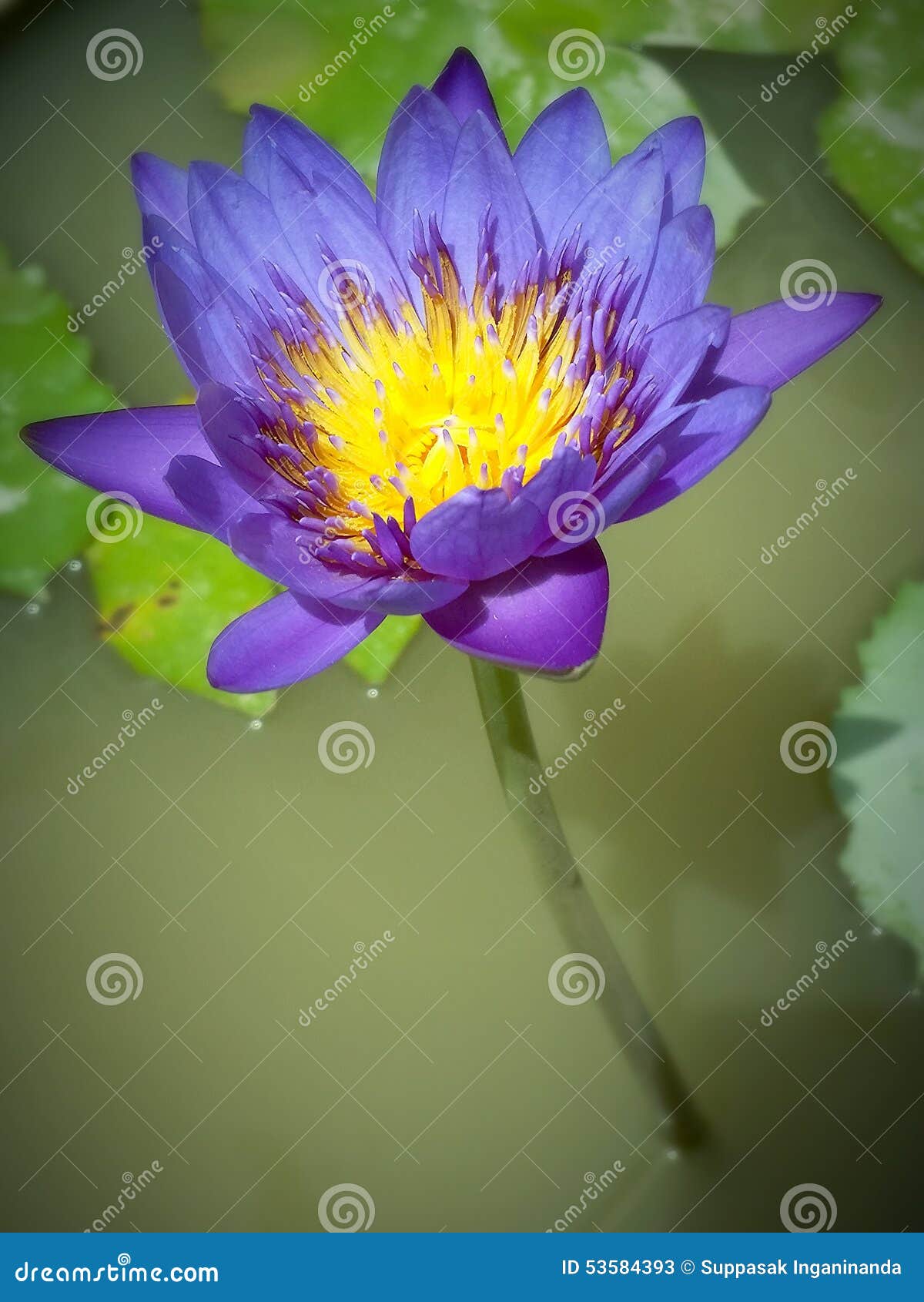 Violet lotus. stock image. Image of nature, expressed 53584393