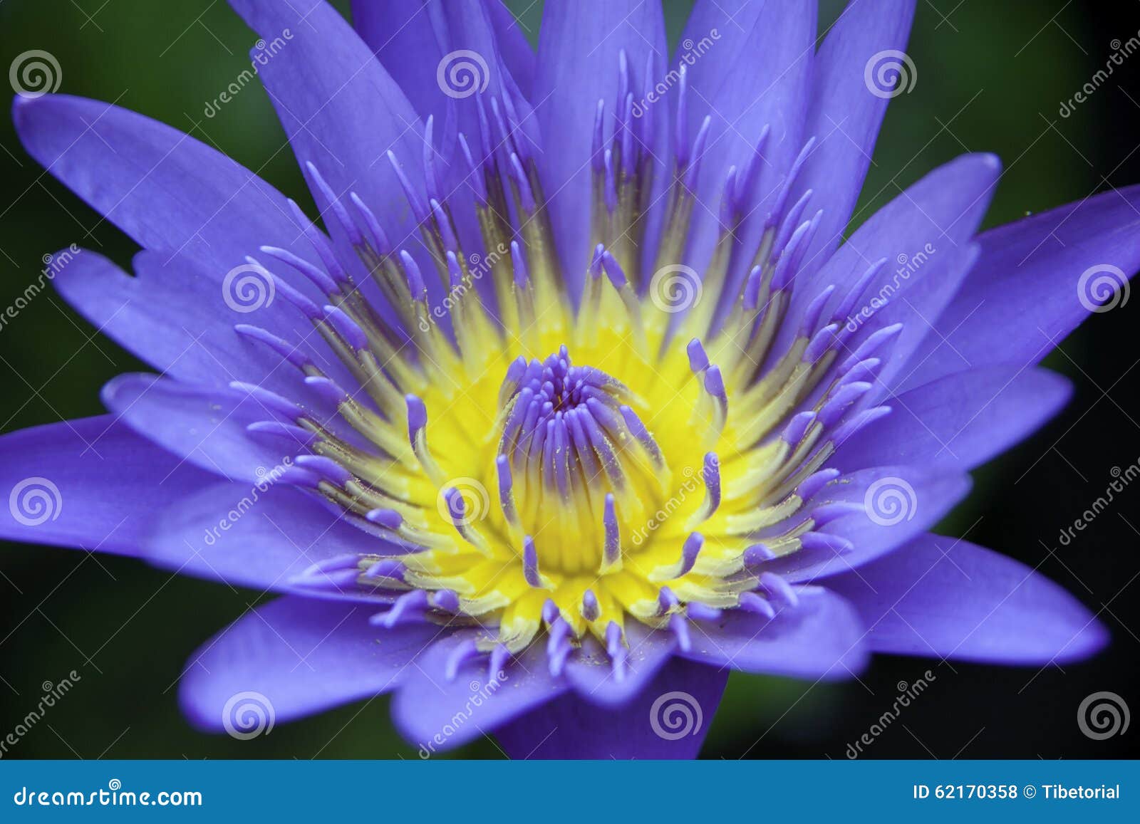 Violet lotus flower stock photo. Image of floral, aquatic 62170358