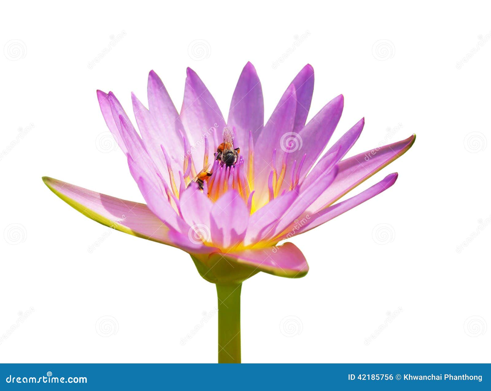 Violet lotus stock photo. Image of leaves, lilly, park 42185756