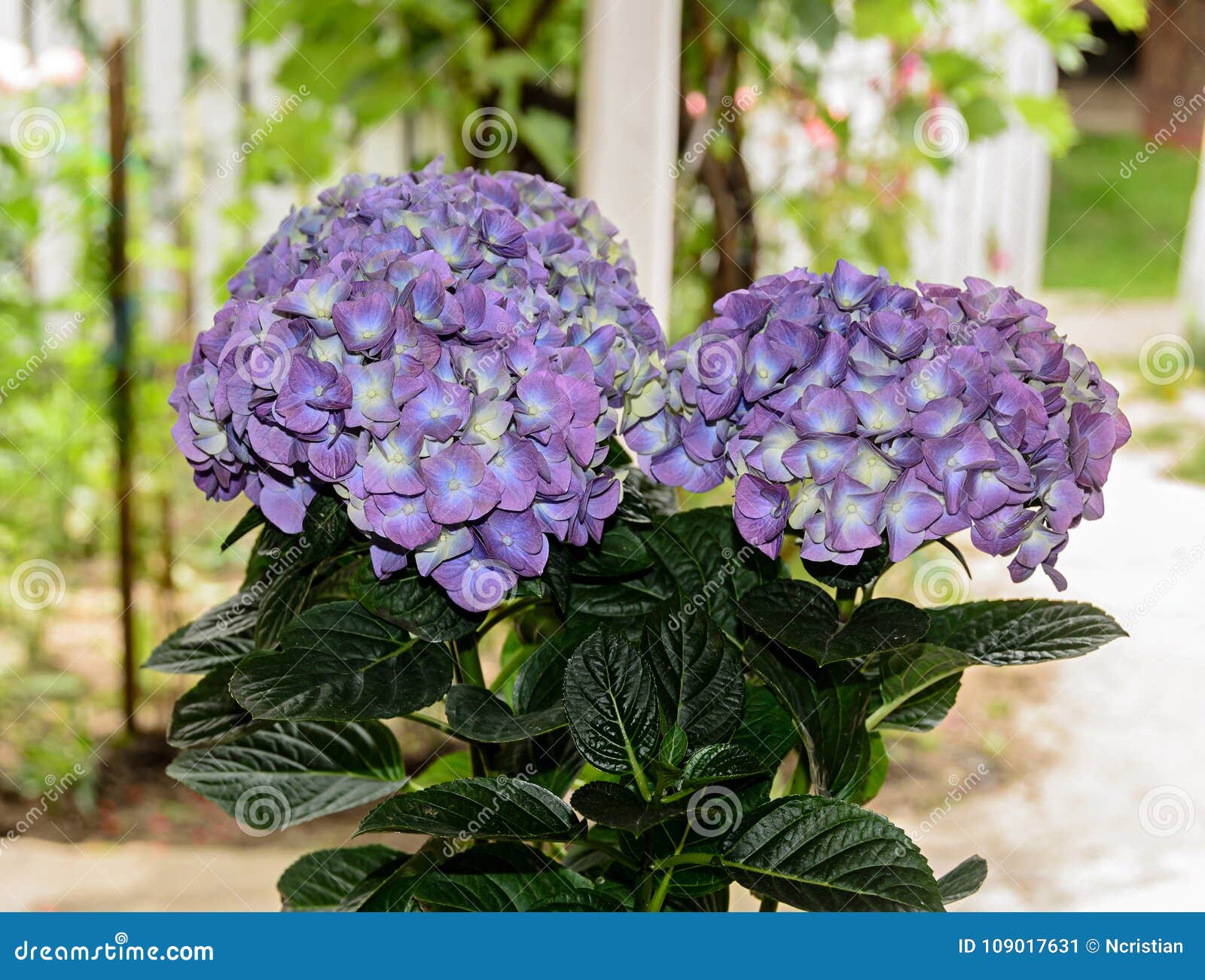 Violet, Mauve Hydrangea Flowers in a Vase, Hortensia Petals Stock Image -  Image of hortensia, natural: 109017631