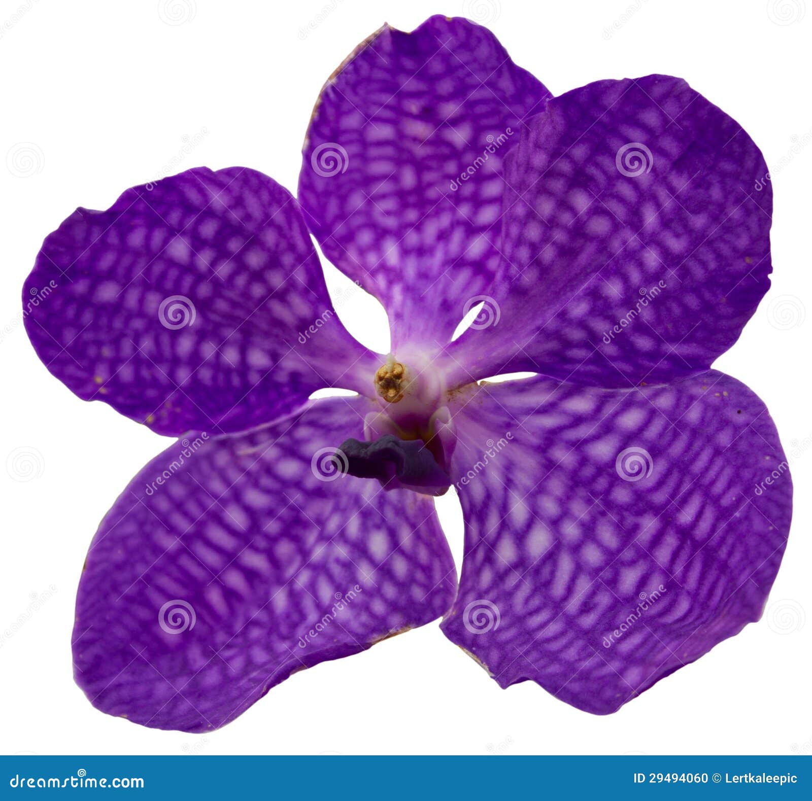 Violet orchid stock photo. Image of elegant, macro, botany 29494060