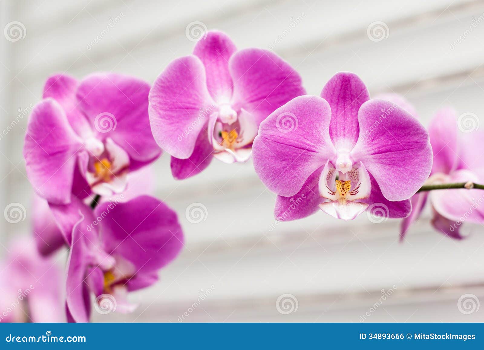 Violet orchid flower stock photo. Image of natural, petal 34893666