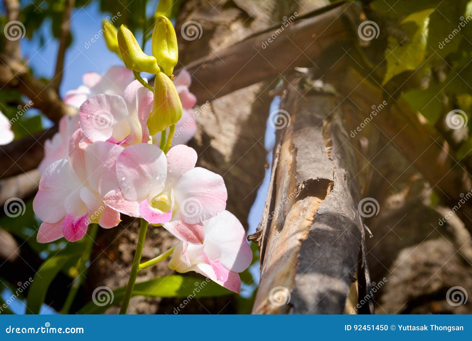 Violet orchid on wallpaper stock photo. Image of pattern - 92451450