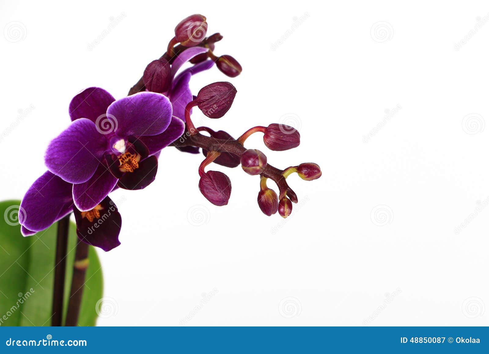 Violet Phalaenopsis Orchid Branch Isolated Stock Image - Image of  beautiful, stem: 48850087