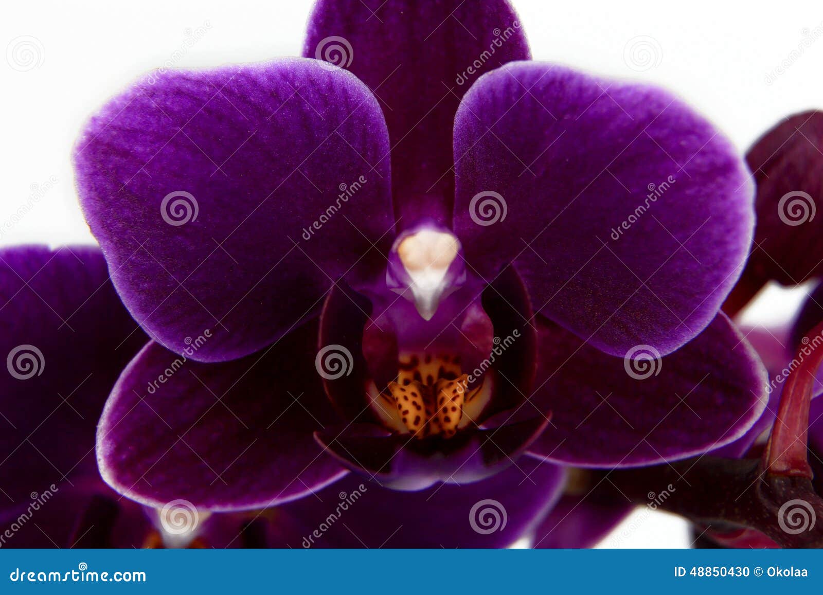 Violet Phalaenopsis Orchid Flower Closeup Isolated Stock Photo - Image of  closeup, flora: 48850430