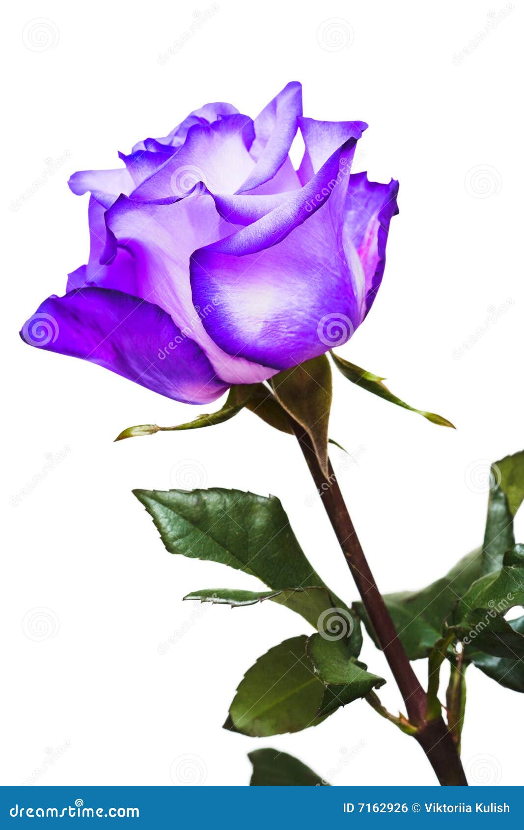 Violet rose stock photo. Image of beautiful, decoration - 7162926
