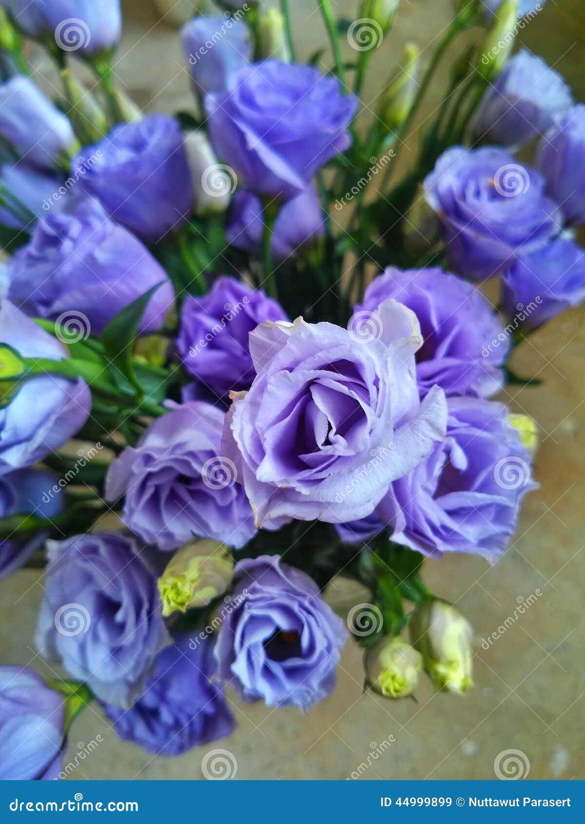 Violet rose Bouquet stock image. Image of pattern, blooming 44999899