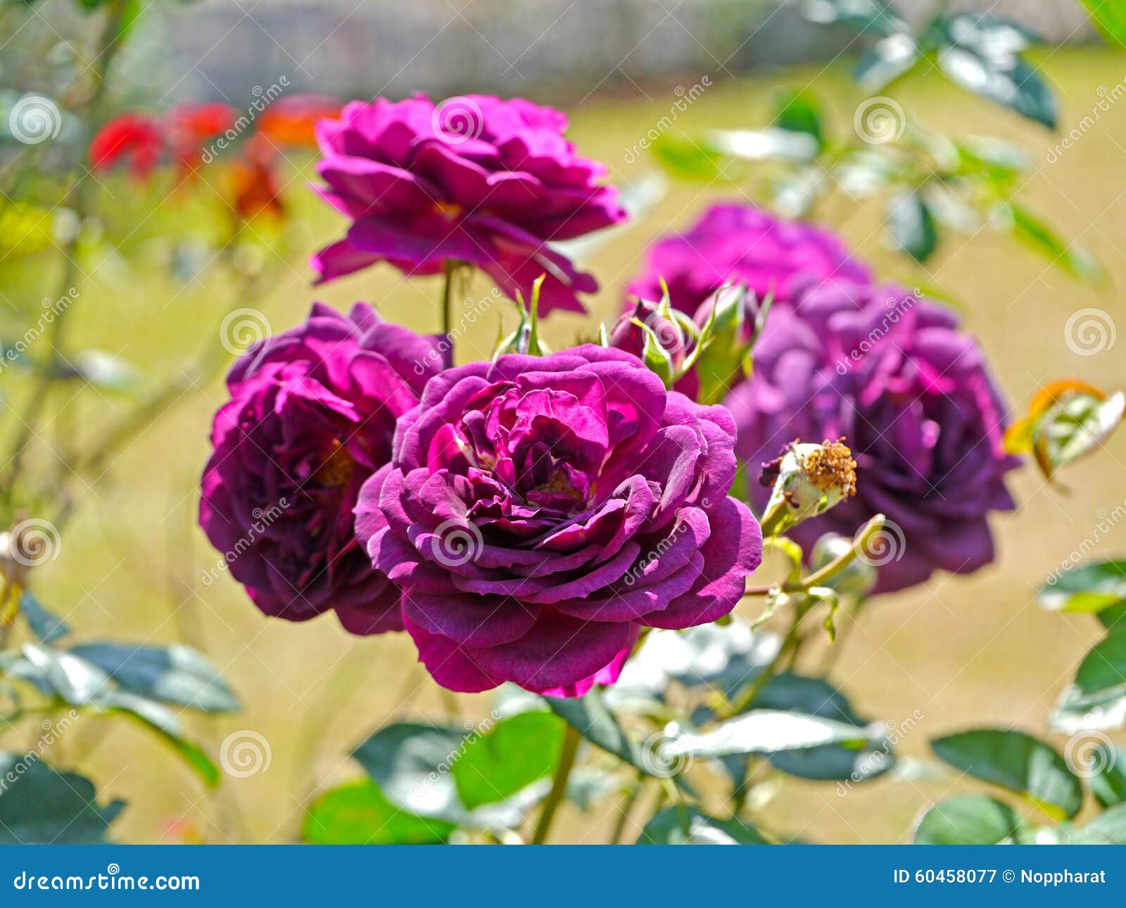 Violet rose stock image. Image of petal, feeling, greeting 60458077