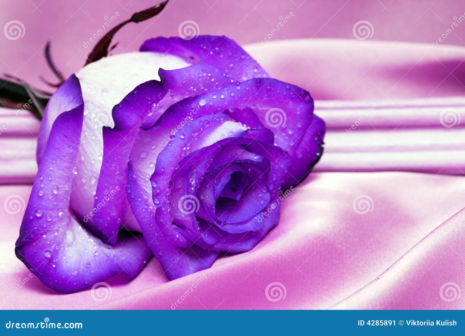 49,466 Violet Rose Stock Photos - Free & Royalty-Free Stock Photos ...