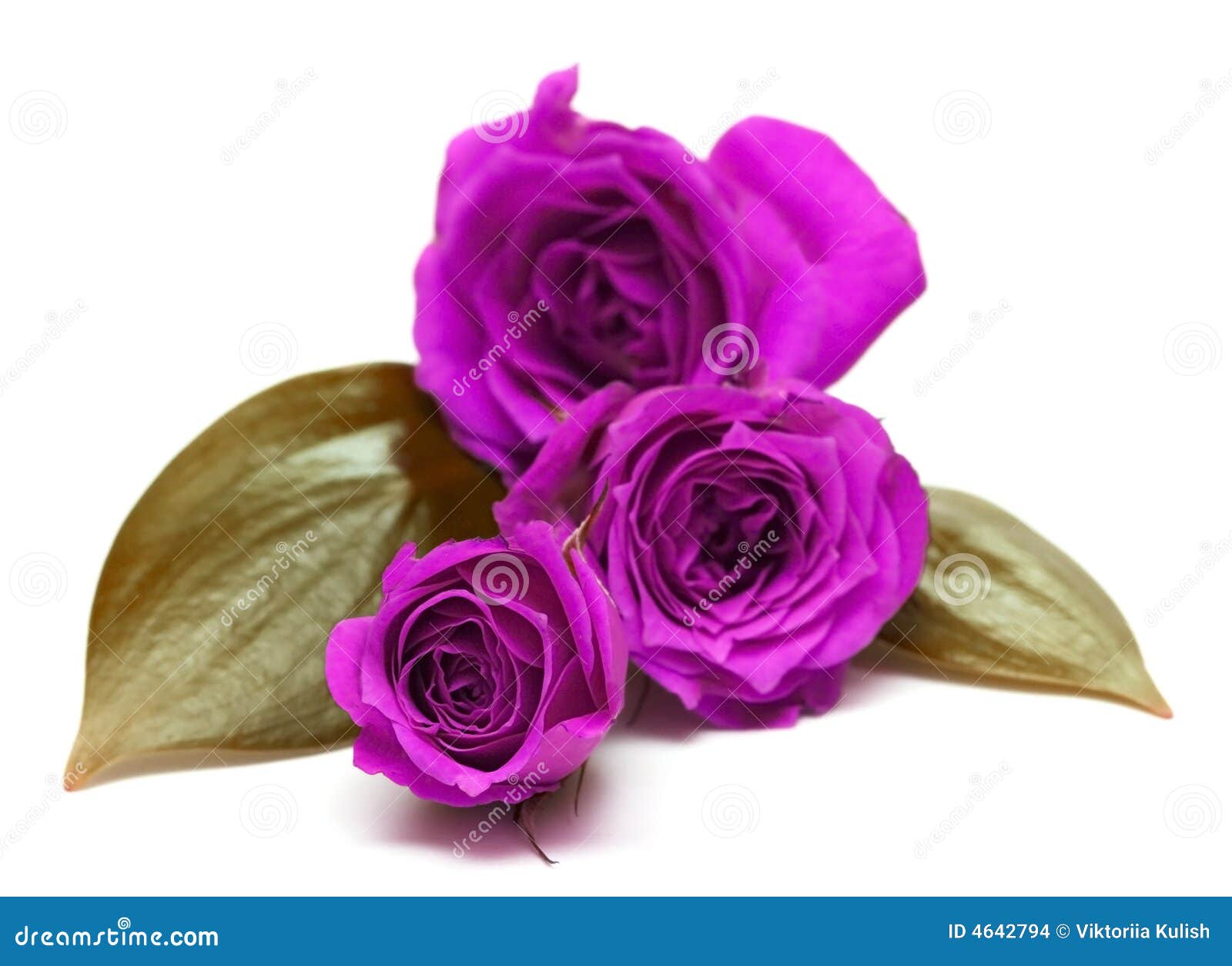 Violet roses stock photo. Image of blooming, color, flower 4642794