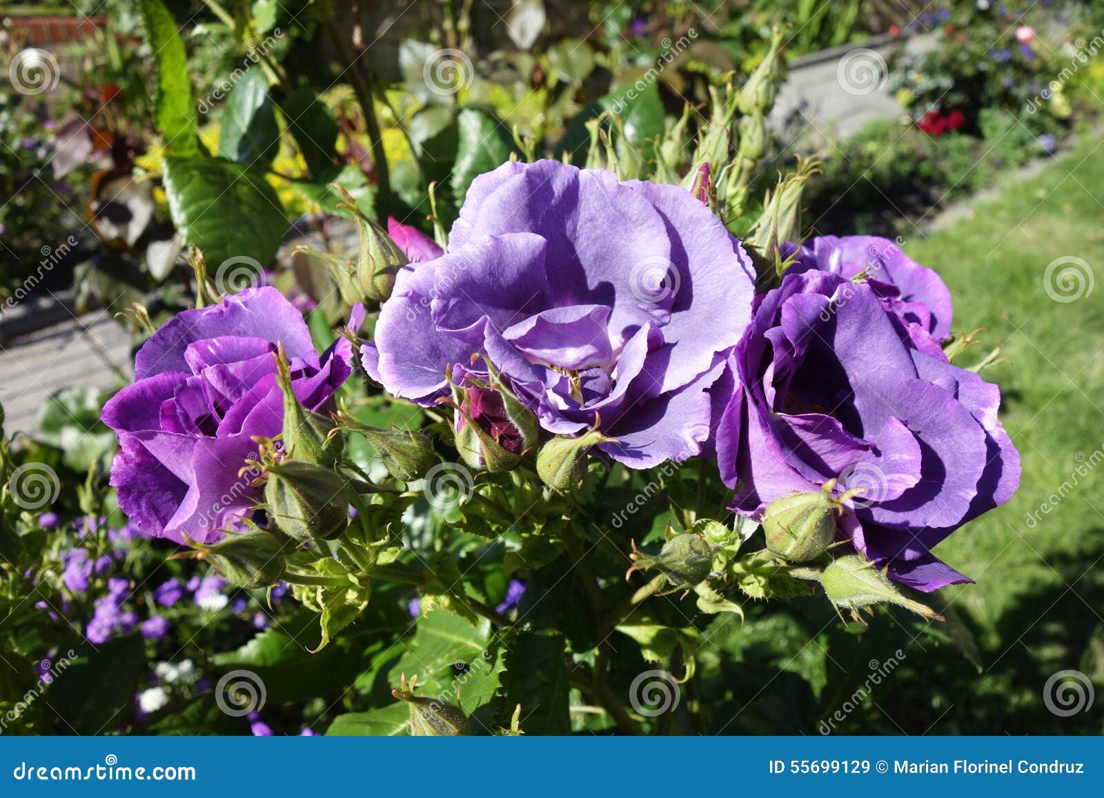 Violet roses stock image. Image of flowers, prime, bloom 55699129