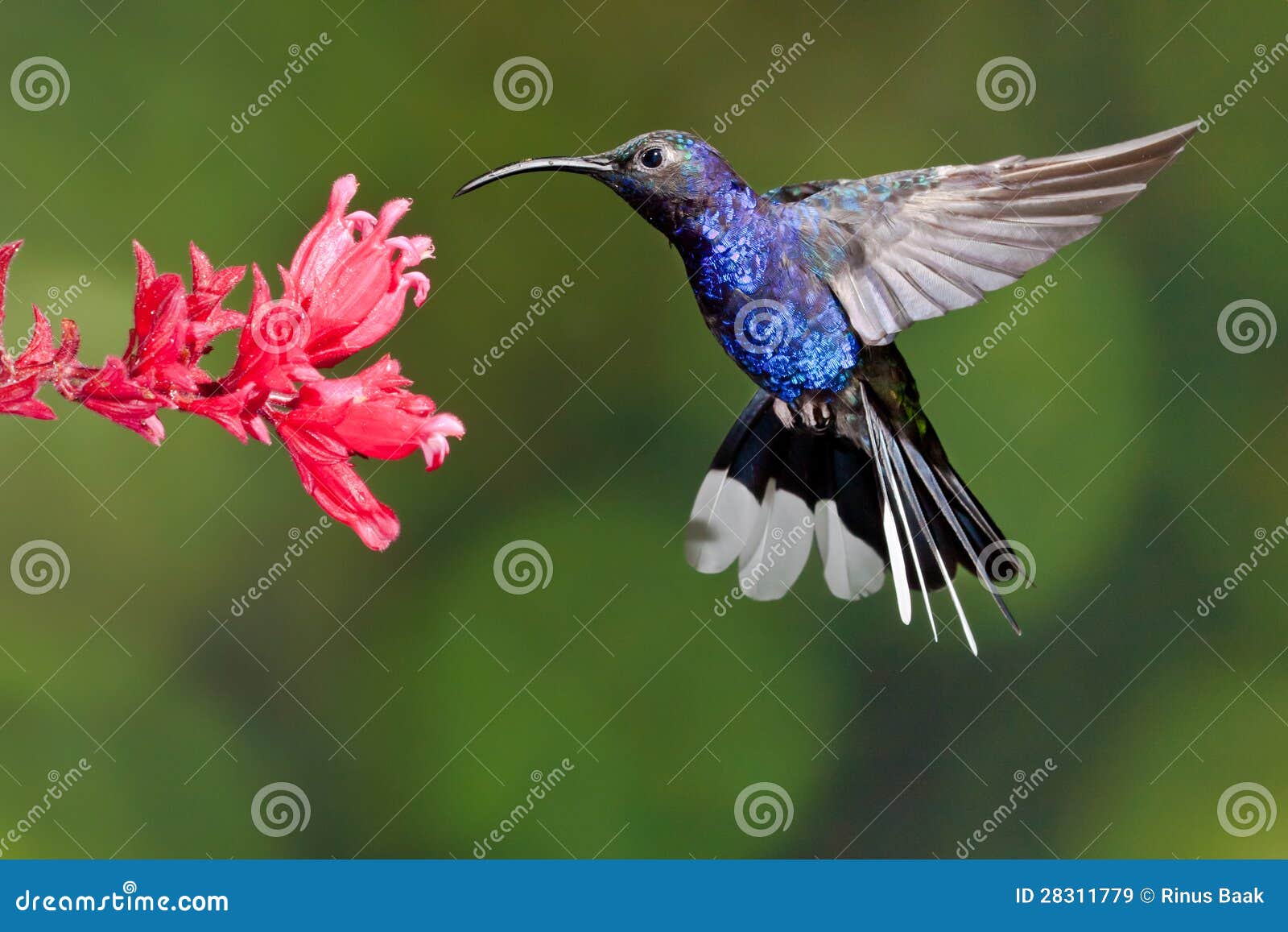 Violet Sabrewing stock image. Image of male, feeding 28311779