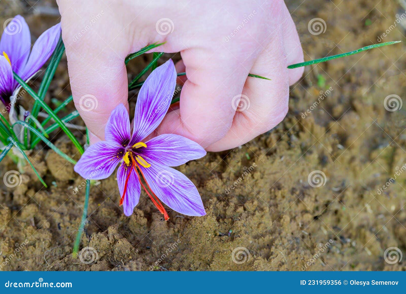 Violet Saffron Flower Growing in the Ground Stock Photo Image of