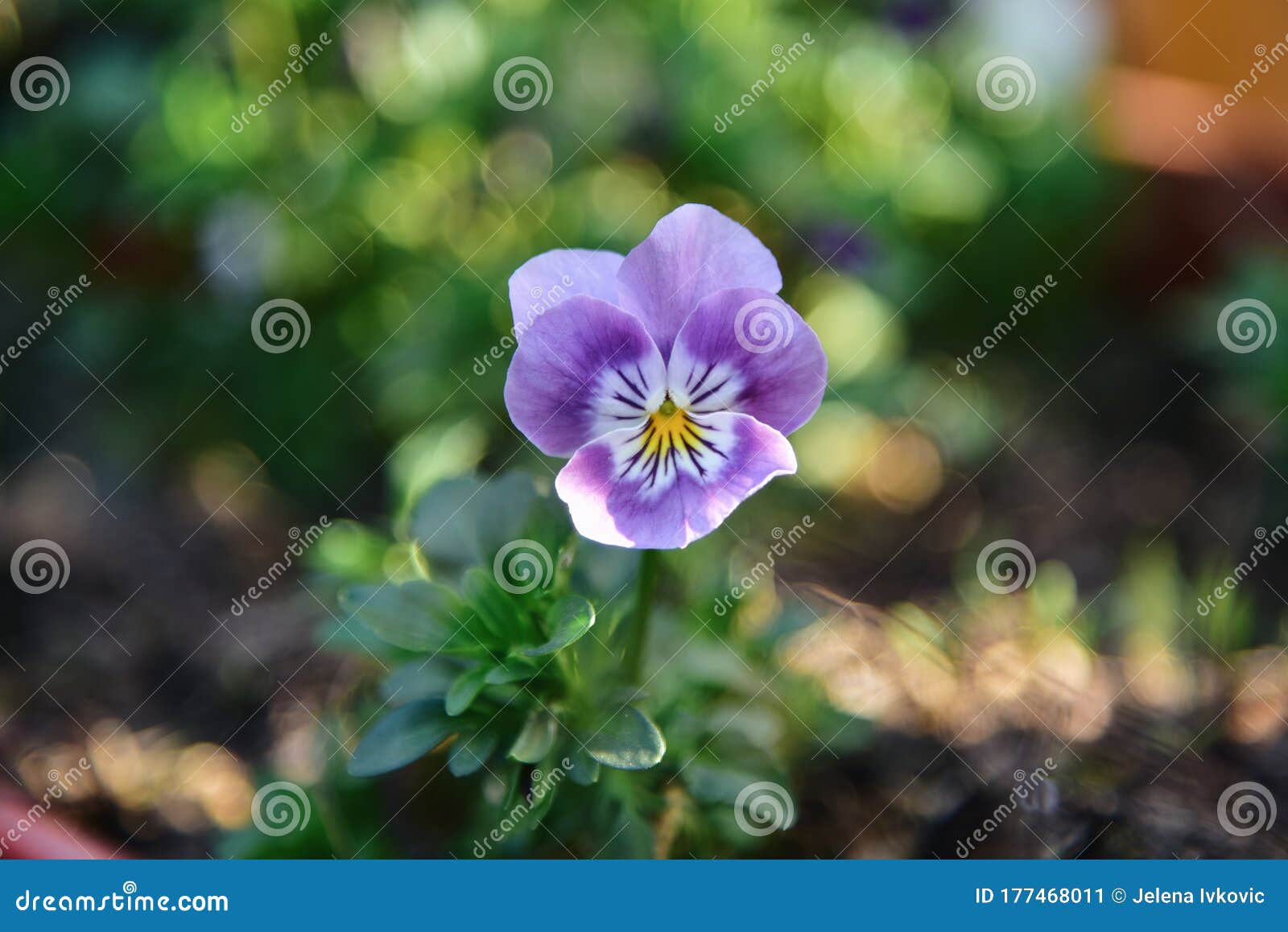 Violet Single Flower Day and Night Stock Image Image of petal
