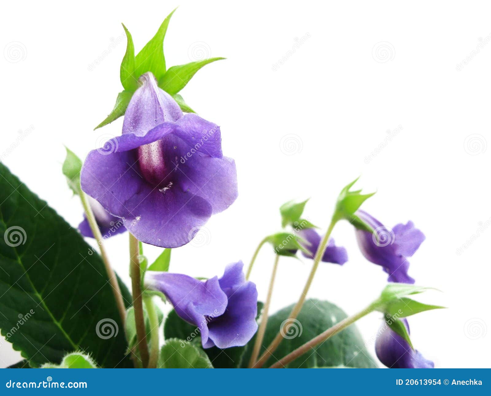 Violet sinningia. Sinningia with violet flowers isolated on white background close-up