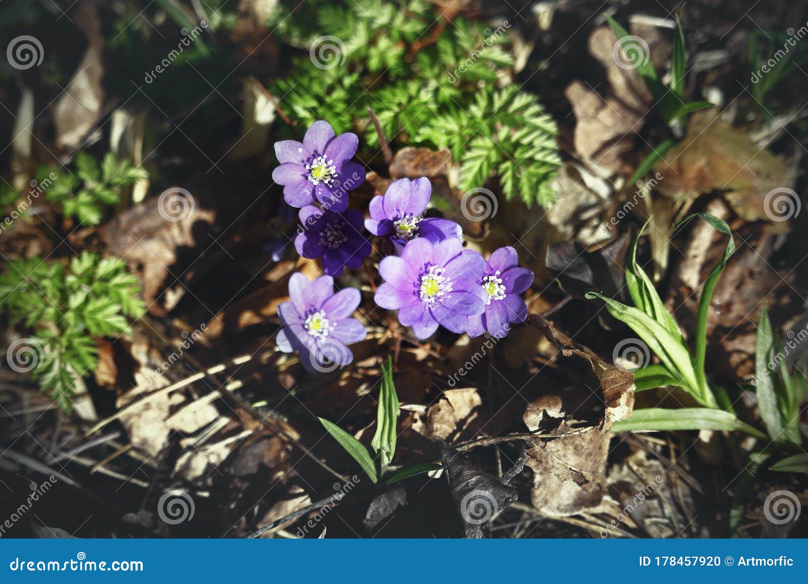 Violet Snowdrop Flowers On Sunny Day In Last Year Brown Leaves Stock Photo Image Of Floral Head 178457920