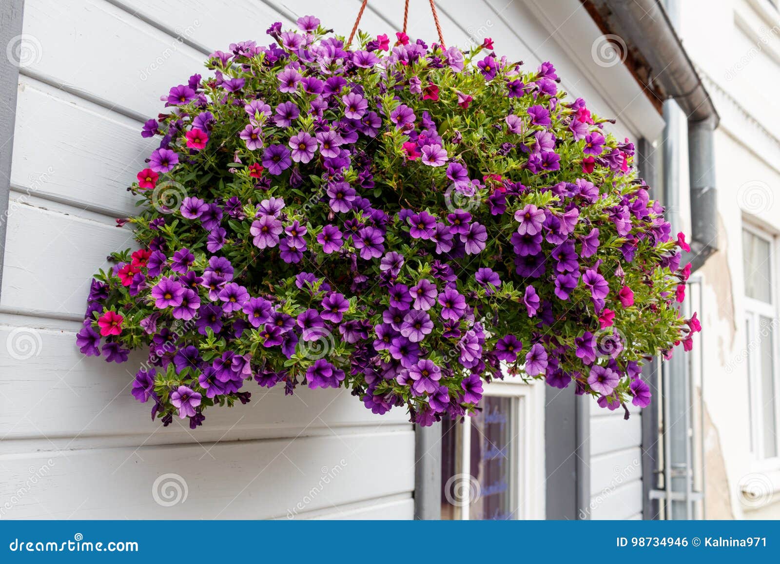 A Violet Tiny Flower Basket Hanging Over the White Wall of the B Stock