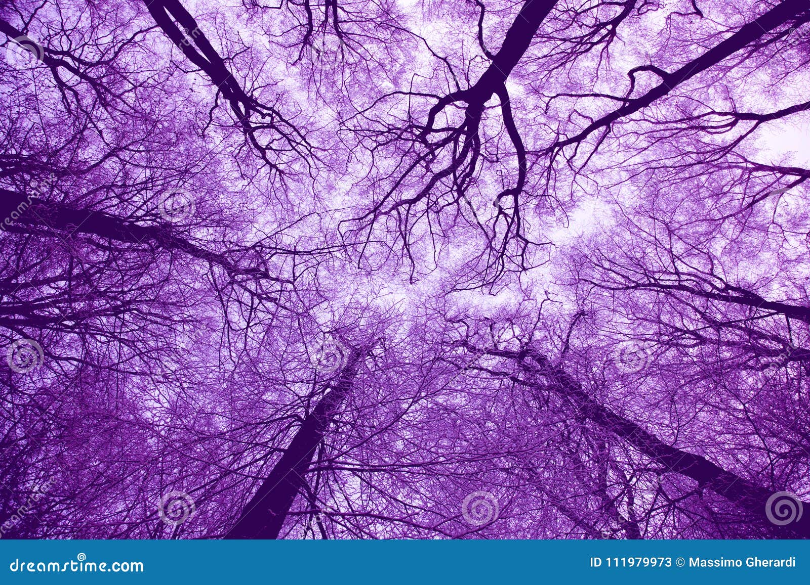 violet tree wallpaper violet tree wallpaper