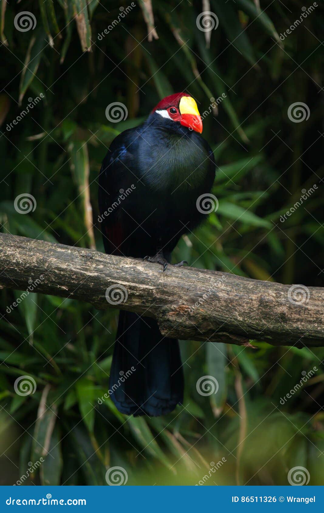 violet turaco musophaga violacea