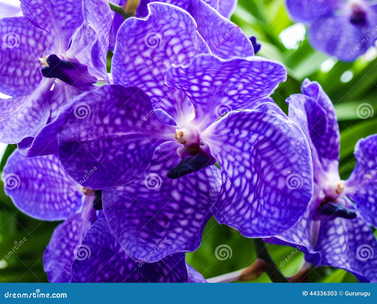 Violet Vanda Hybrid Flower in Nature Stock Image - Image of green, spring:  44336303