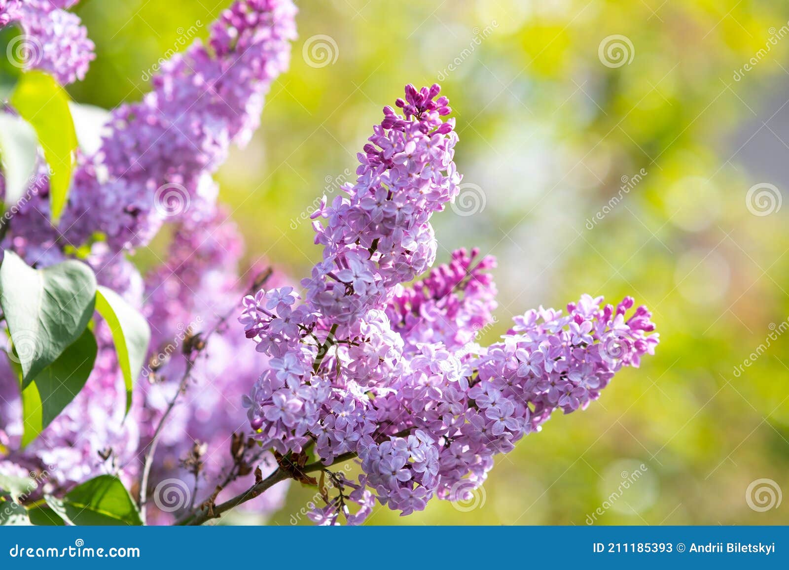 Violet Vibrant Lilac Bush with Blooming Buds in Spring Garden Stock