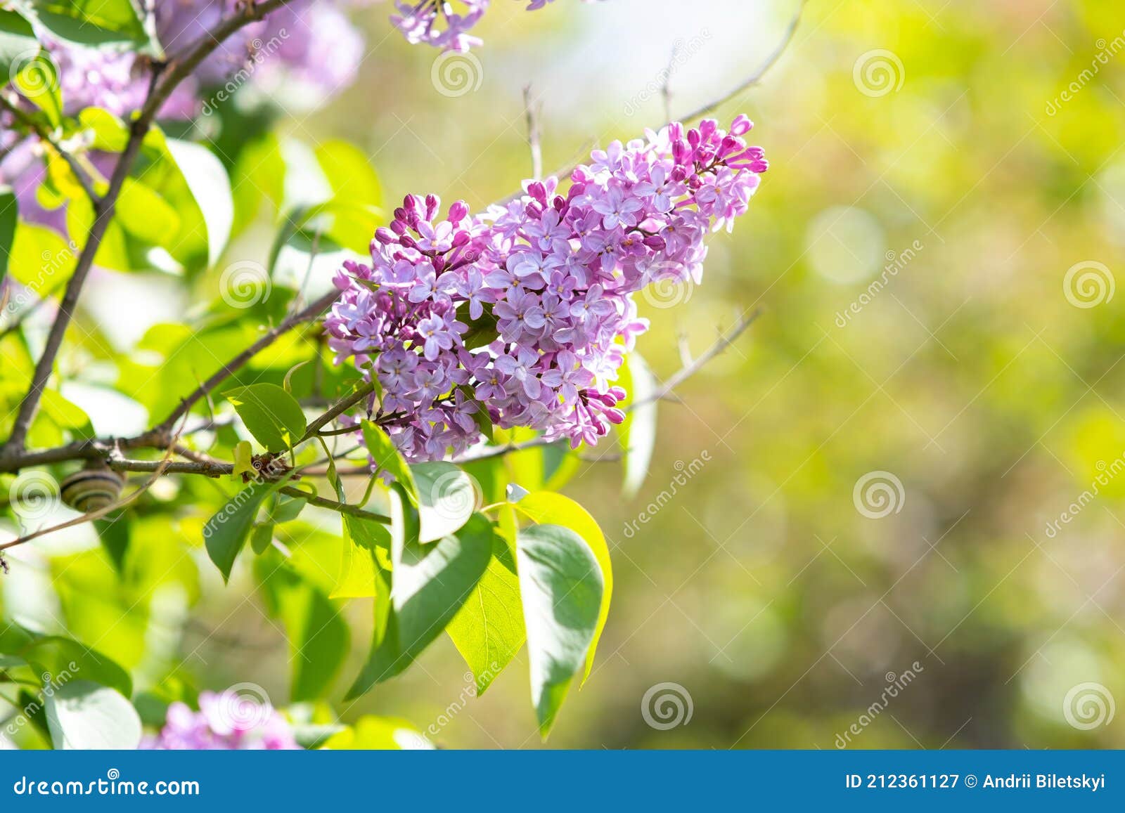 Violet Vibrant Lilac Bush with Blooming Buds in Spring Garden Stock