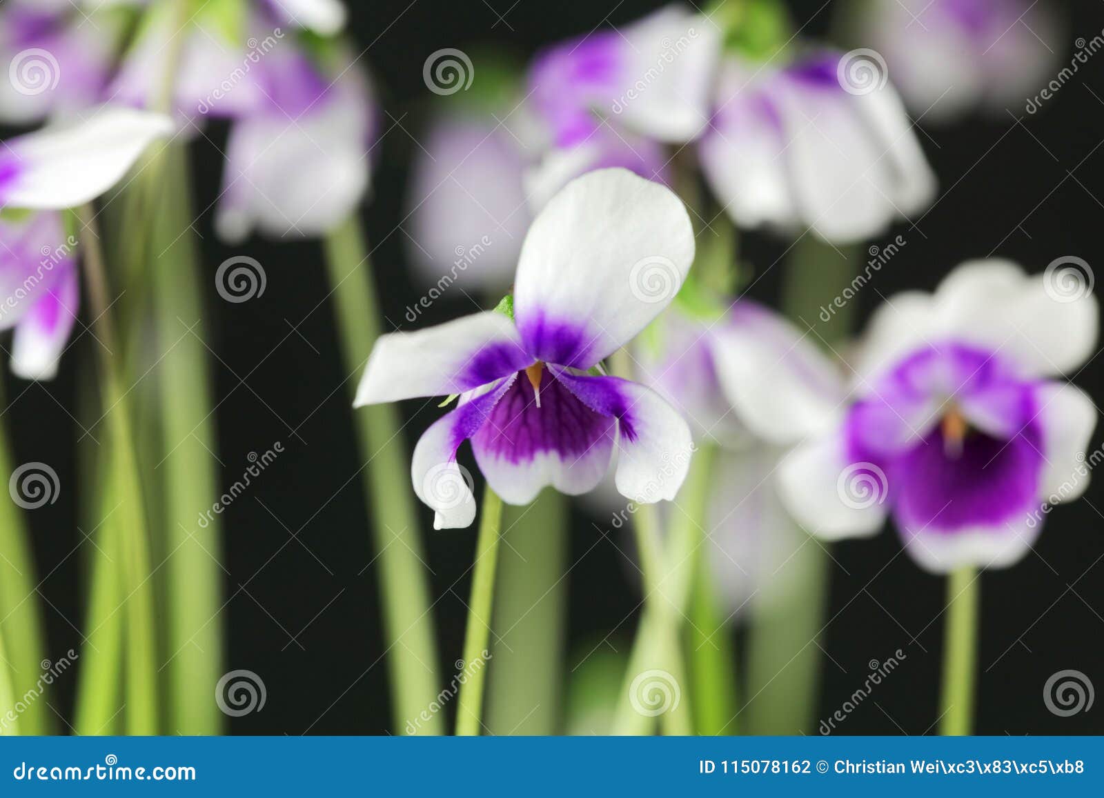 The Violet Viola Hederacea from Australia. Stock Photo Image of