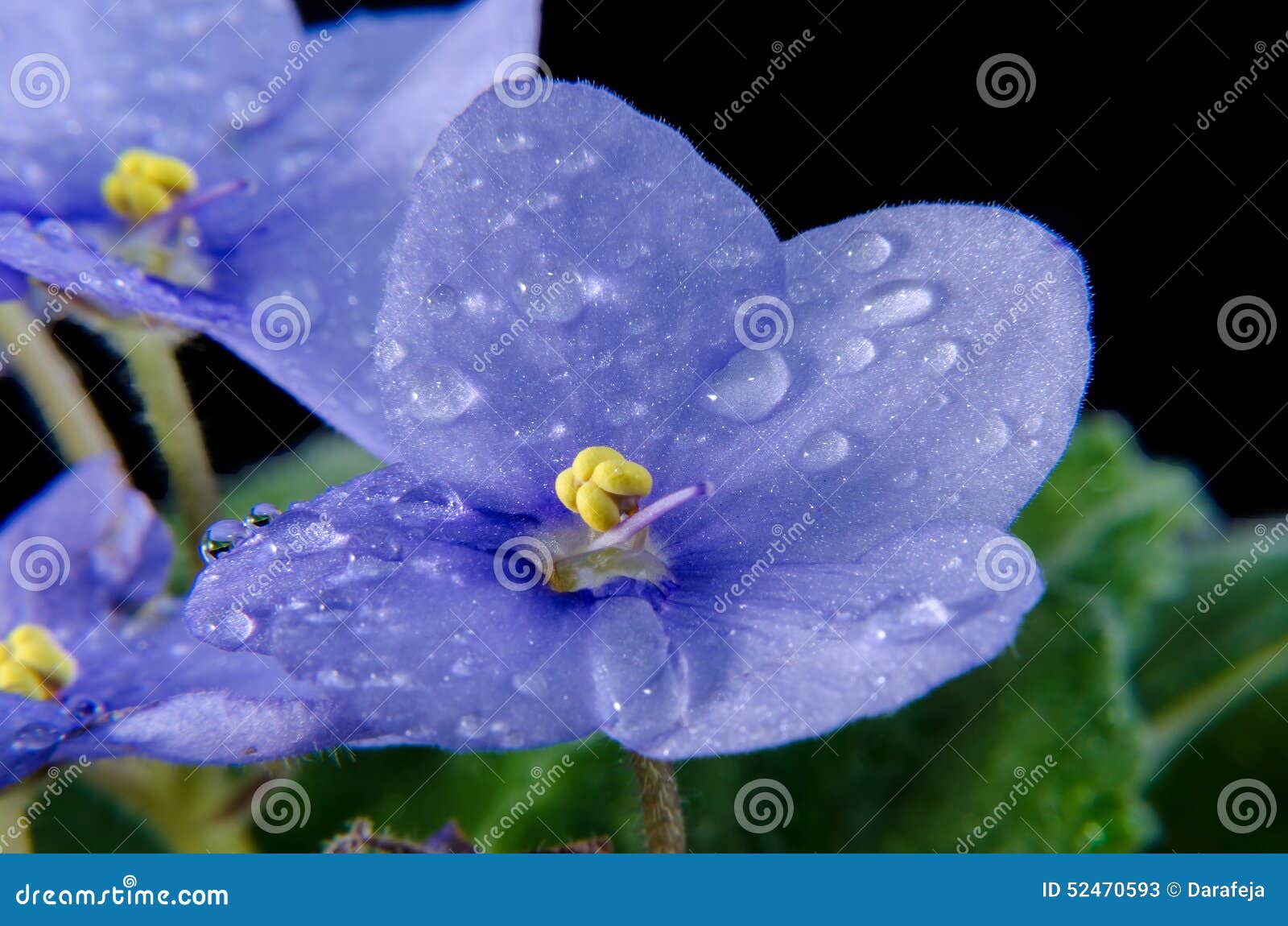 Violet with water drops stock image. Image of bright 52470593
