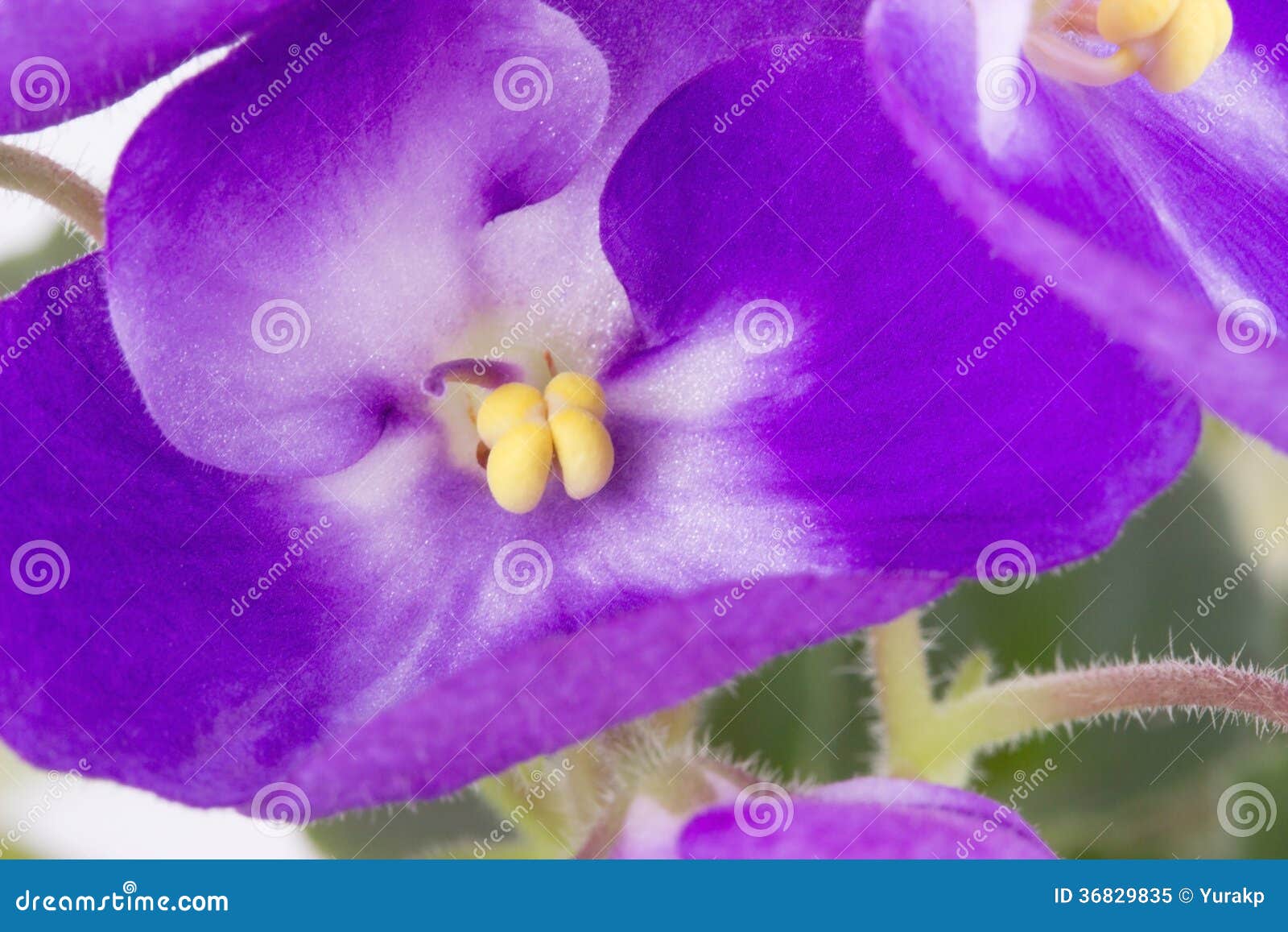 Violet on a White Background Stock Image - Image of petal, white: 36829835